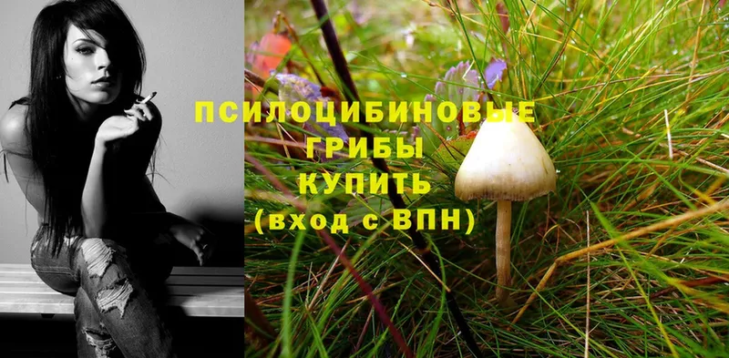 сколько стоит  Анжеро-Судженск  Псилоцибиновые грибы Magic Shrooms 